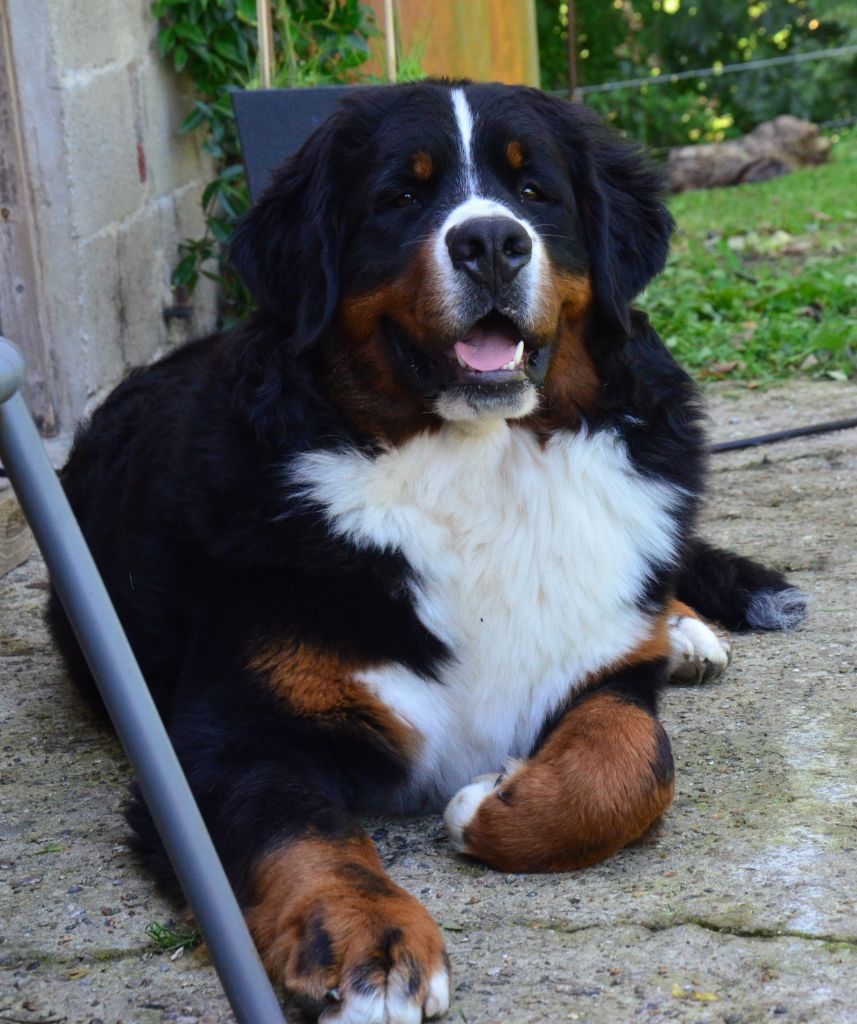 Vas-y gamin du royaume des reves